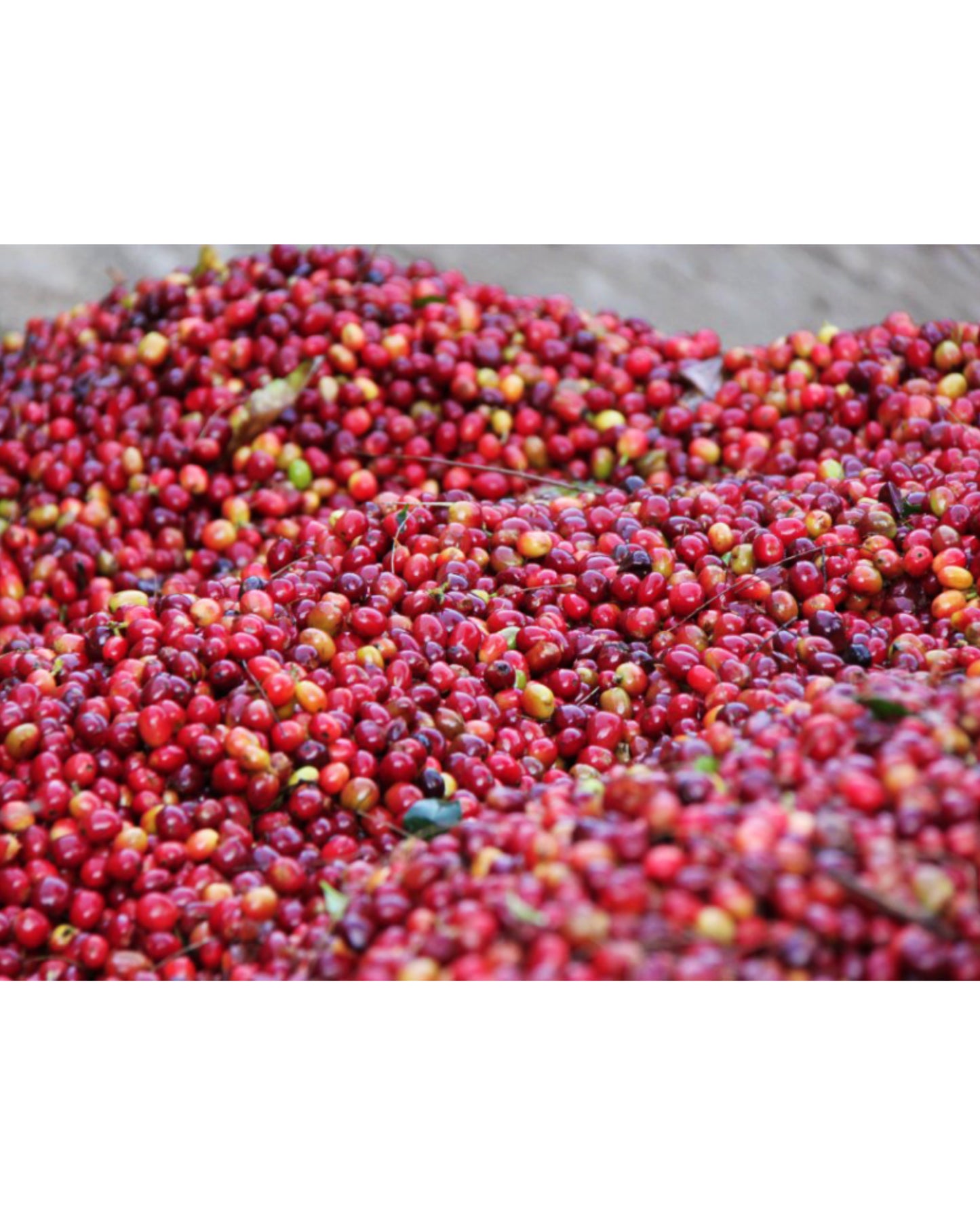 PAPUA NEW GUINEA COLBRAN FARM WASHED