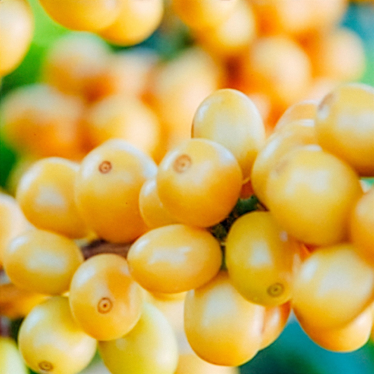 BRAZIL GUARIROBA CITRUS BLACK HONEY