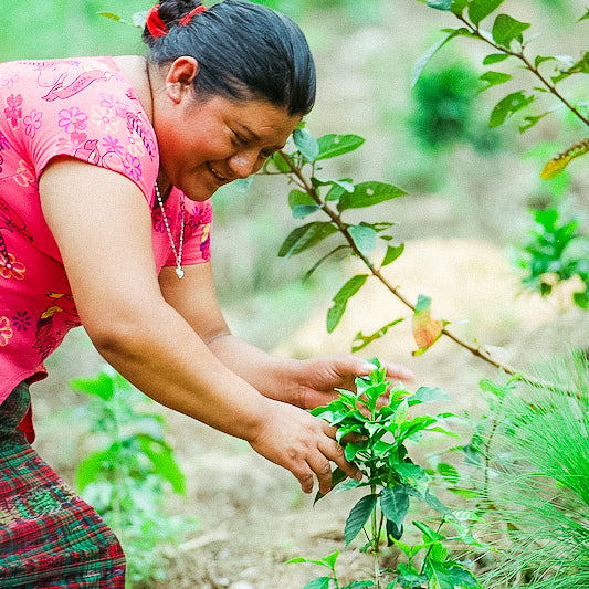 GUATEMALA LUCIA RAMIREZ ANAEROBIC