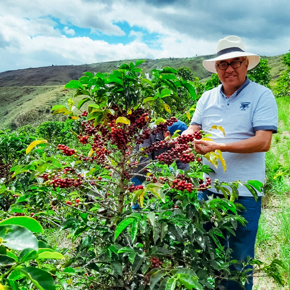 COLOMBIA NARINO ALITOS DE QUITUMPAMBA WASHED