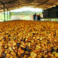 BRAZIL GUARIROBA CITRUS BLACK HONEY