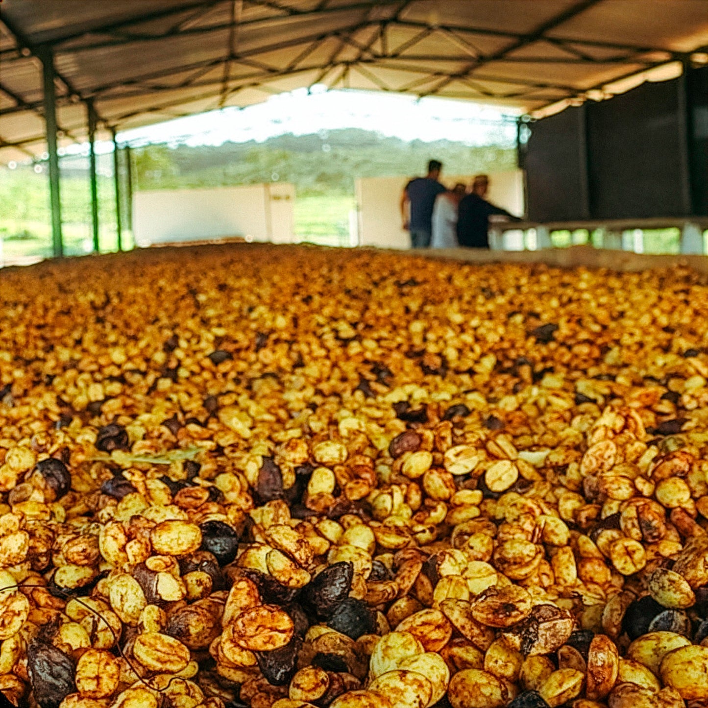 BRAZIL GUARIROBA CITRUS BLACK HONEY